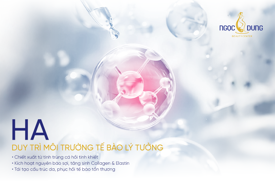 HA giúp vận chuyển dưỡng chất trong cấu trúc da (ECM)
